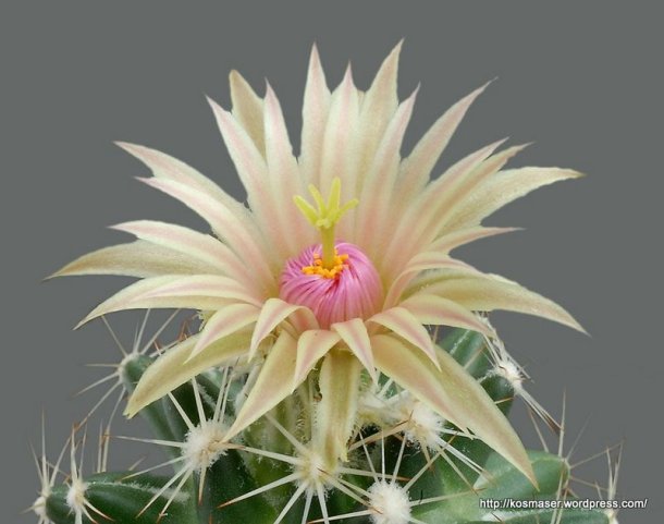 cactus_blooms-2_016